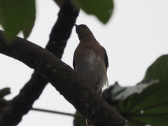 Turdus ignobilis
