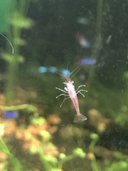Neocaridina davidi