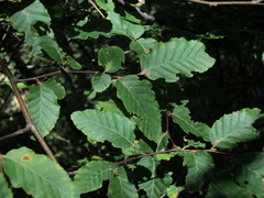 Nothofagus × leoni
