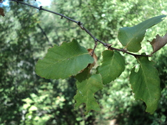 Nothofagus × leoni