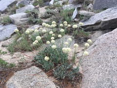 Eriogonum latens