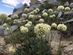 Eriogonum latens