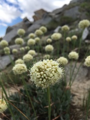 Eriogonum latens