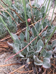 Eriogonum latens