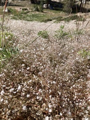 Eriogonum spergulinum