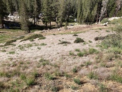 Eriogonum spergulinum