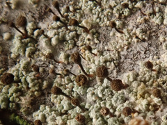 Chaenotheca ferruginea