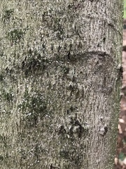 Cryptococcus fagisuga