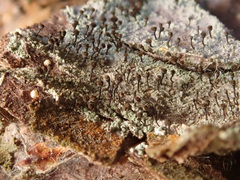 Chaenotheca ferruginea