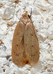 Inga obscuromaculella