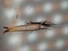 Ypsolopha blandella