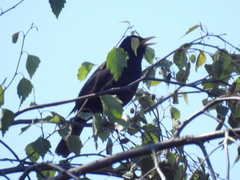 Turdus merula