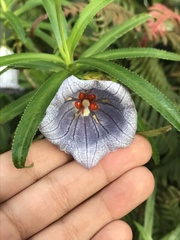 Nesocodon mauritianus