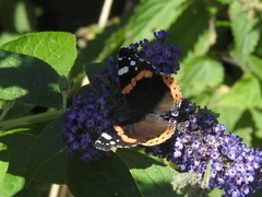 Vanessa atalanta