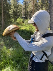 Boletus edulis grandedulis