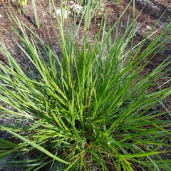 Chrysopogon