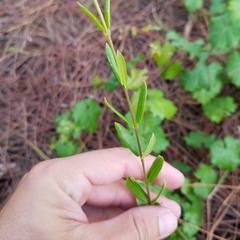 Angadenia berteroi