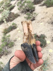 Odocoileus hemionus californicus