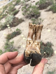 Odocoileus hemionus californicus