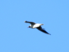 Chroicocephalus ridibundus