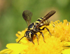Wide-striped Painted-Dark Bee - Photo (c) Amy Campion, some rights reserved (CC BY-NC), uploaded by Amy Campion