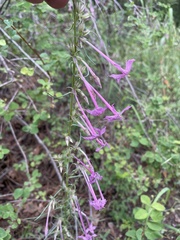 Ipomopsis macrosiphon