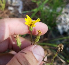 Hieracium megacephalon