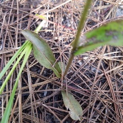 Hieracium megacephalon