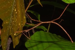 Phanocloidea muricata