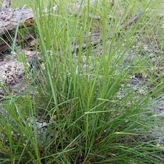 Elionurus tripsacoides