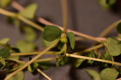 Euphorbia chamaesyce
