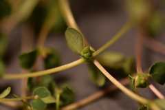 Euphorbia chamaesyce