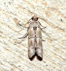Cacotherapia flexilinealis