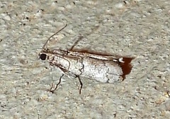 Cacotherapia flexilinealis