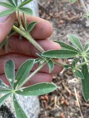 Lupinus fulcratus