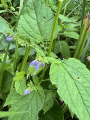 Scutellaria lateriflora