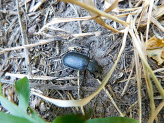 Calosoma maderae