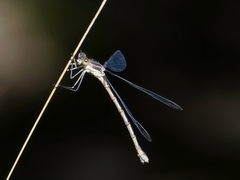 Lestes unguiculatus