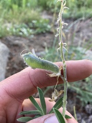 Lupinus fulcratus
