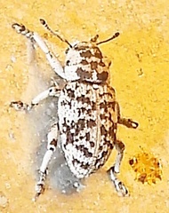Colecerus marmoratus