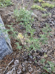 Lupinus fulcratus