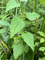 Scutellaria lateriflora