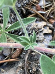 Lupinus fulcratus