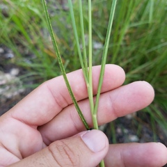 Elionurus tripsacoides