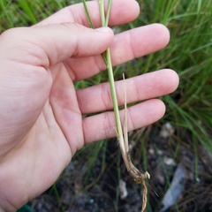 Elionurus tripsacoides