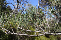 Hakea lissosperma