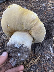 Boletus edulis grandedulis