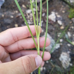 Elionurus tripsacoides