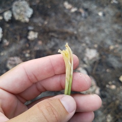 Elionurus tripsacoides