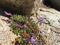 Penstemon davidsonii davidsonii